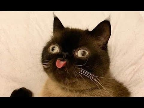 CatInBush